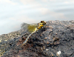 Ophiogomphus howei