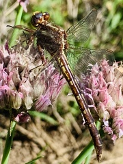 Phanogomphus lividus