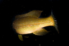Odax pullus
