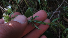 Galianthe bogotensis