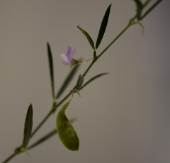 Lathyrus setifolius