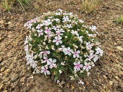 Phlox hoodii