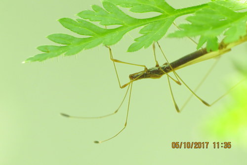 Berytidae