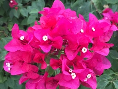 Bougainvillea