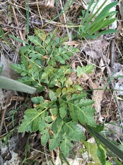 Sceptridium multifidum