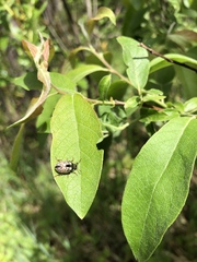 Calligrapha multipunctata