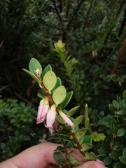 Disterigma humboldtii