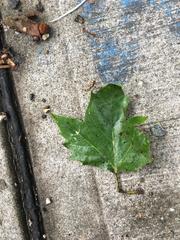 Platanus × hispanica