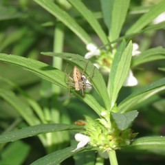 Oxyopes