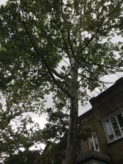 Platanus × hispanica