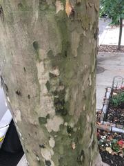 Platanus × hispanica
