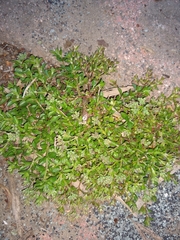 Polycarpon tetraphyllum tetraphyllum