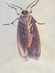 Hypoprepia fucosa