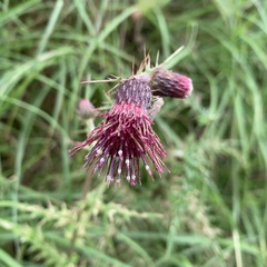 Cirsium suzukii