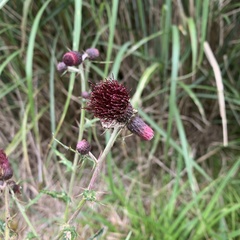 Cirsium suzukii