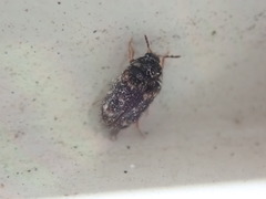 Paranovelsis perplexus