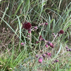 Cirsium suzukii