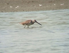 Limnodromus semipalmatus