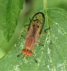 Tetanocera melanostigma