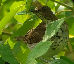 Turdus maranonicus