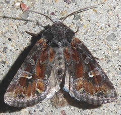 Lacinipolia lepidula
