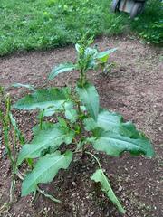 Rumex obtusifolius obtusifolius