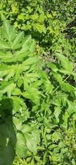 Tordylieae