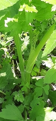 Tordylieae