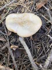 Clitocybe albirhiza