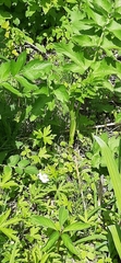 Tordylieae