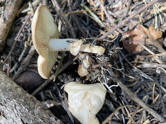 Clitocybe albirhiza