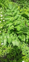 Tordylieae