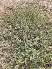 Acmispon procumbens procumbens