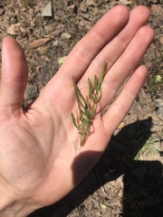 Perideridia bolanderi