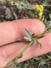 Acmispon procumbens procumbens