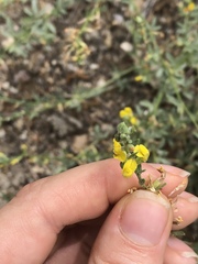 Acmispon procumbens procumbens
