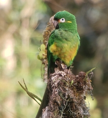 Leptosittaca branickii