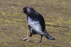 Molothrus bonariensis