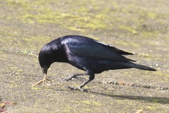 Molothrus bonariensis