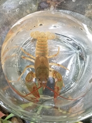 Cambarus howardi