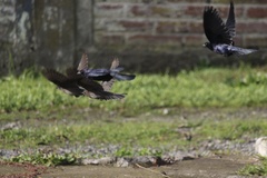 Molothrus bonariensis