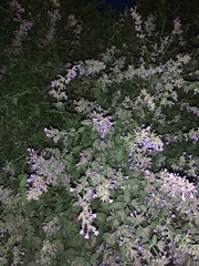 Lamiaceae