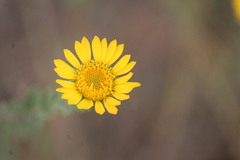 Grindelia inuloides