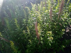 Artemisia suksdorfii
