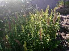 Artemisia suksdorfii