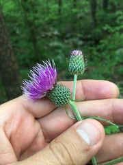 Cirsium carolinianum