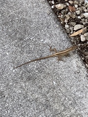Anolis sagrei