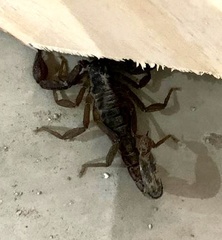 Thorellius cristimanus