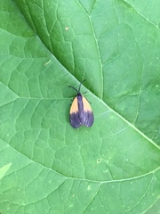 Pyromorpha dimidiata