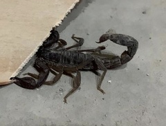 Thorellius cristimanus